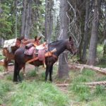 Moose hunt in Idaho