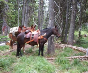 Moose hunt in Idaho