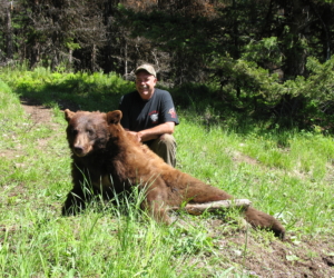 Large cinnimon bear
