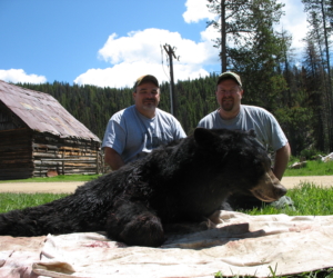 Don bear 2007