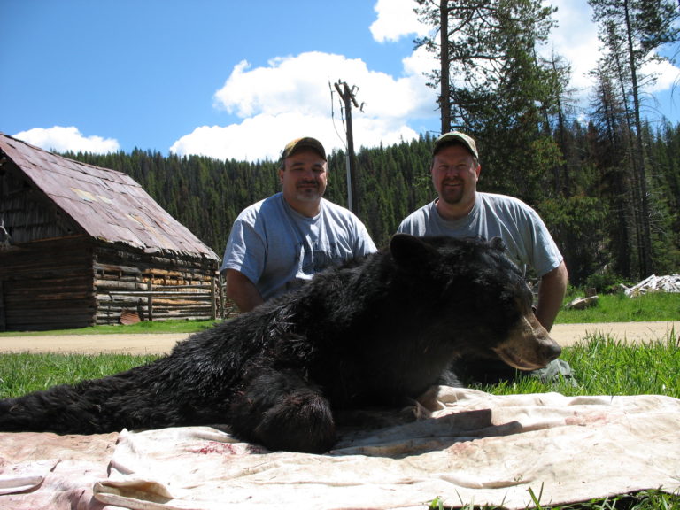Guided & SelfGuided Bear Hunts in Idaho Silver Spur Outfitters & Lodge