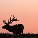 Silver Spur Outfitters & Lodge Delivers Prime Elk Hunting Opportunities in the Backcountry of Idaho