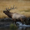 Elk Hunting at Silver Spur Lodge in Dixie, Idaho!