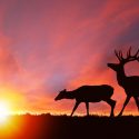 Elk Hunting at Silver Spur Lodge