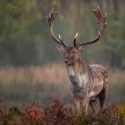 Fall and Winter Elk Hunting at Silver Spur Outfitters & Lodge