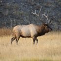 Elk Hunts in Fall and Winter at Silver Spur Lodge