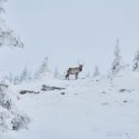 Winter Elk Hunts at Silver Spur Lodge