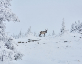 Winter Elk Hunts at Silver Spur Lodge