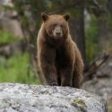 Spring Bear Hunts in Idaho