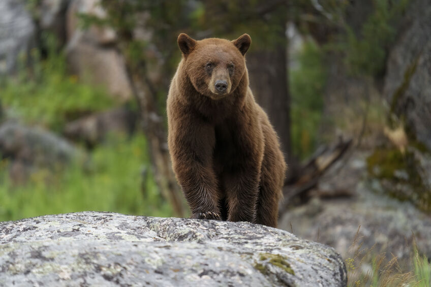 Spring Bear Hunts in Idaho