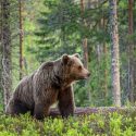 5 Tips for a Successful Bear Hunt