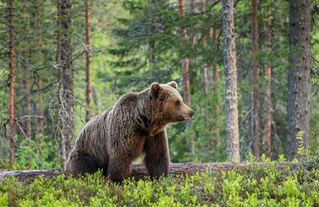 Bear Hunting in Idaho