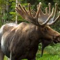 3 Moose Facts that Will Improve Your Hunt
