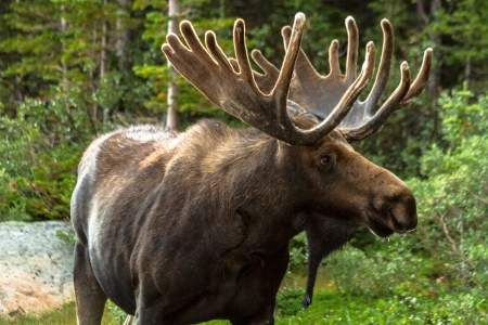 3 Moose Facts that Will Improve Your Hunt Moose Hunting in Idaho