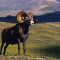 Beginner’s Guide to Field Judging Bighorn Sheep