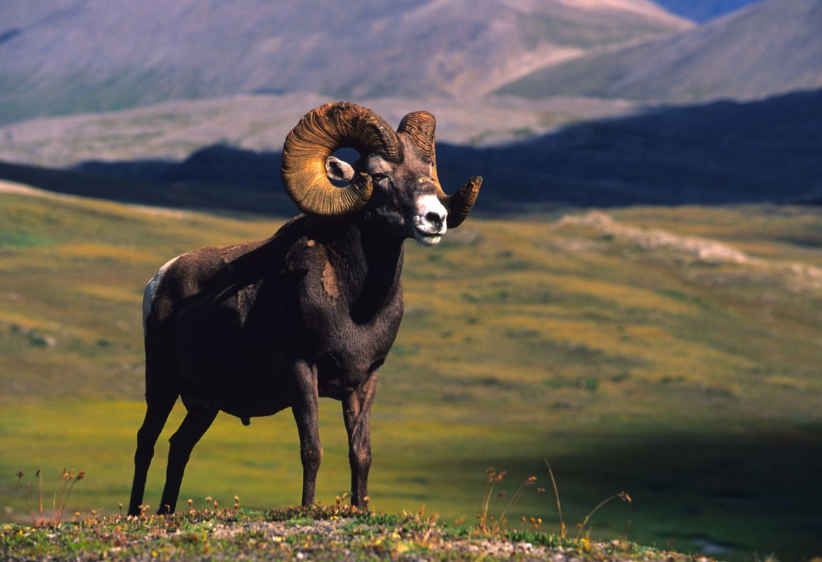 Bighorn Sheep Ram hunting in Idaho