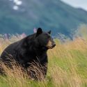 Exciting Black Bear Hunting in Idaho Awaits You this Fall