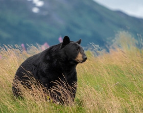 Exciting Black Bear Hunting in Idaho Awaits You this Fall