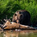 What Makes Spring & Fall Bear Hunting Great in Idaho?