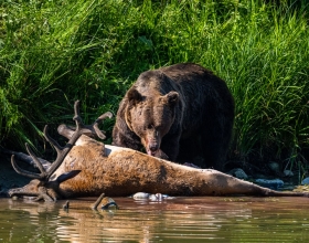 What Makes Spring & Fall Bear Hunting Great in Idaho?